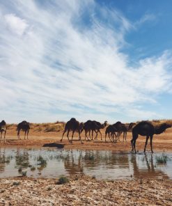 Morocco camel