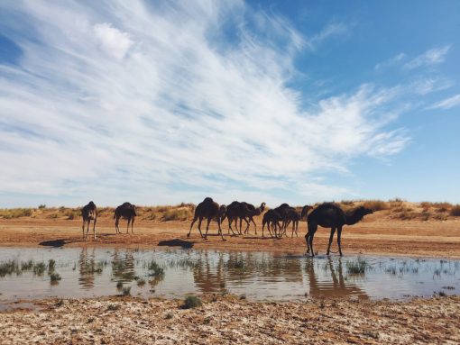 Morocco camel